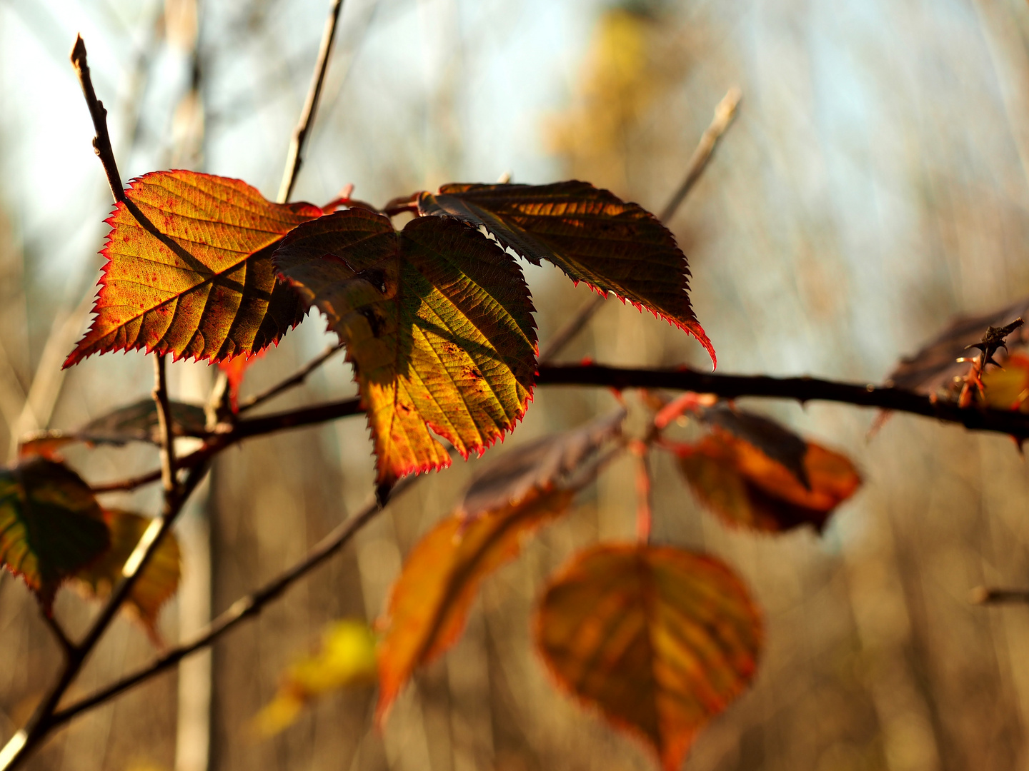 Herbstblatt