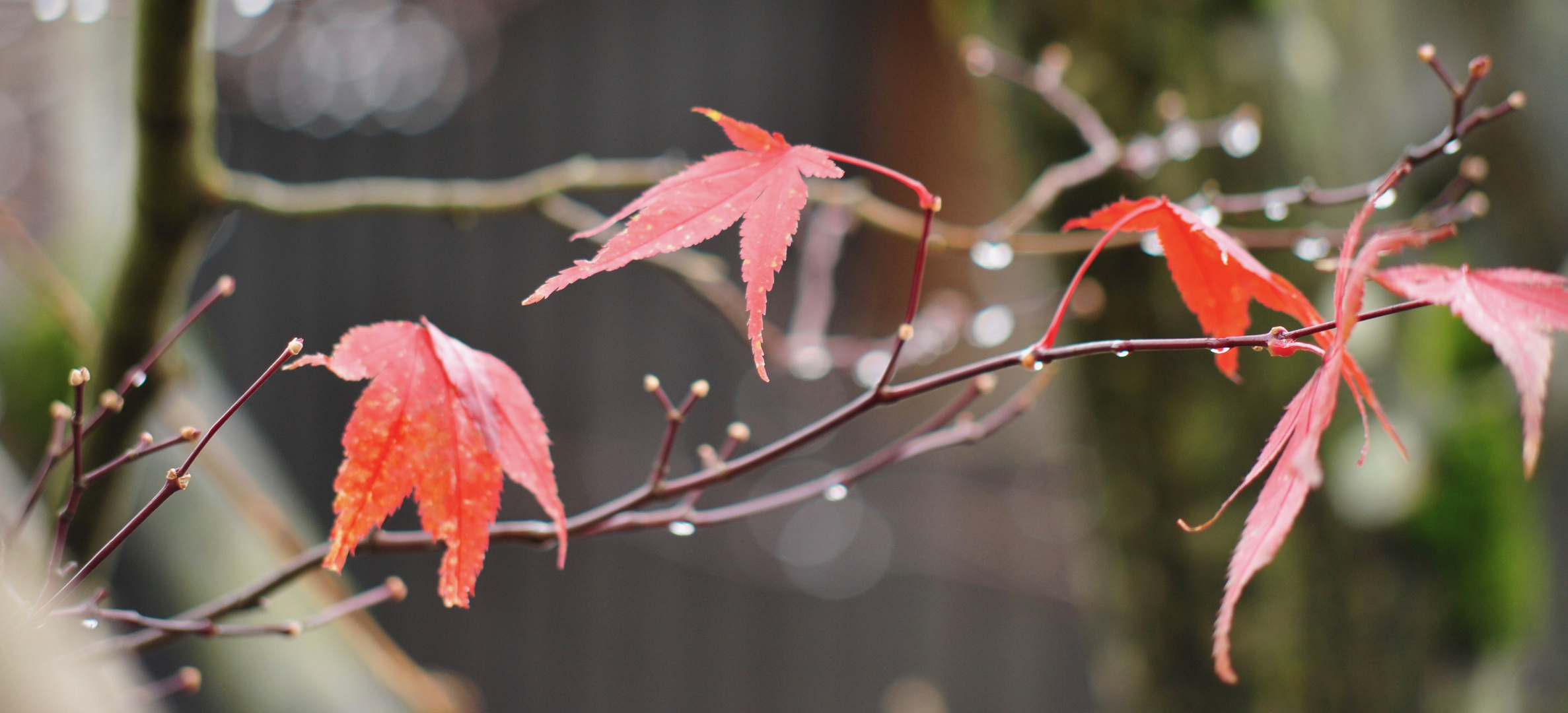 herbstblatt