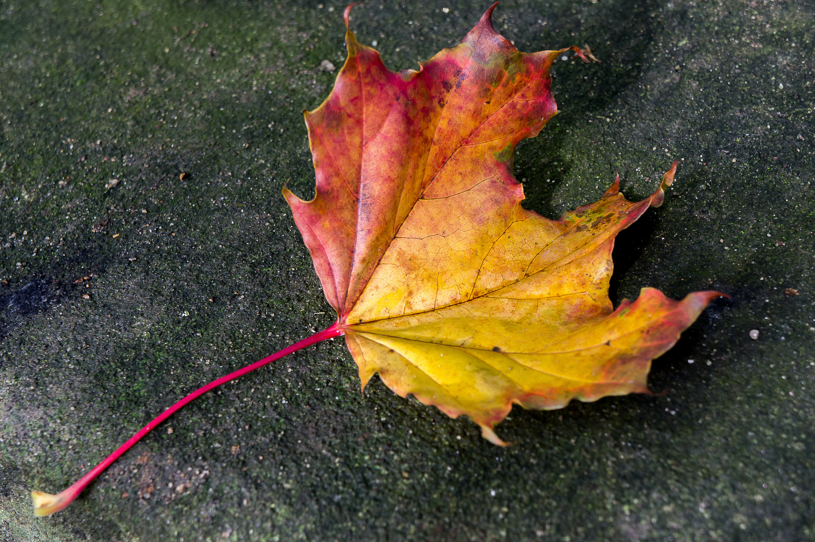 Herbstblatt