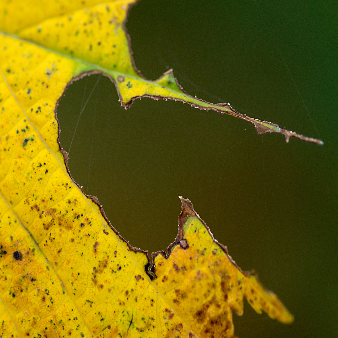 Herbstblatt