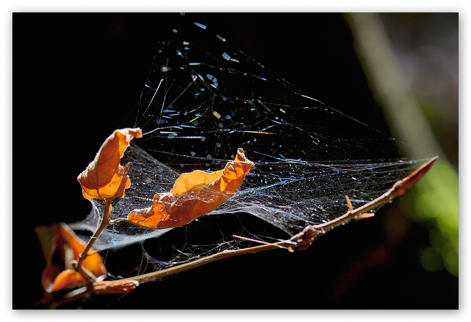 HERBSTBLATT