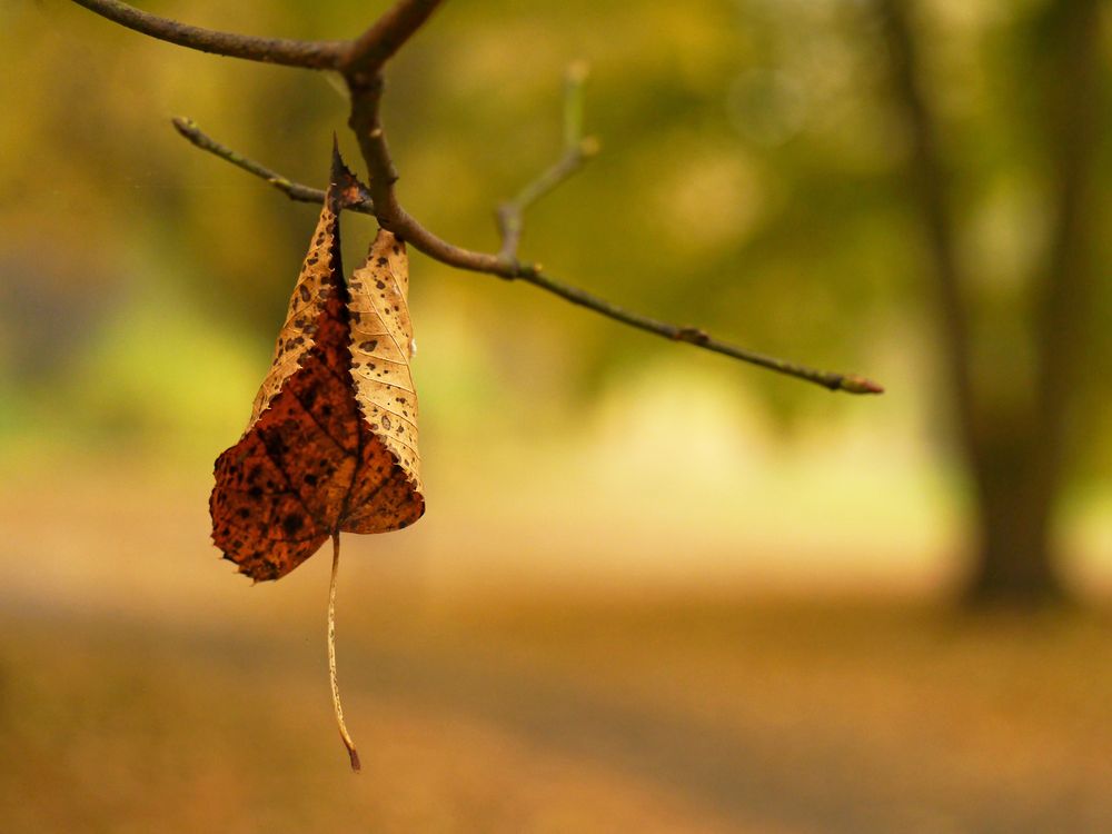 Herbstblatt