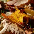 Herbstblatt