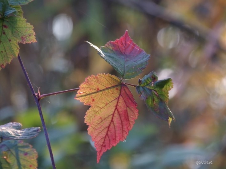 Herbstblatt