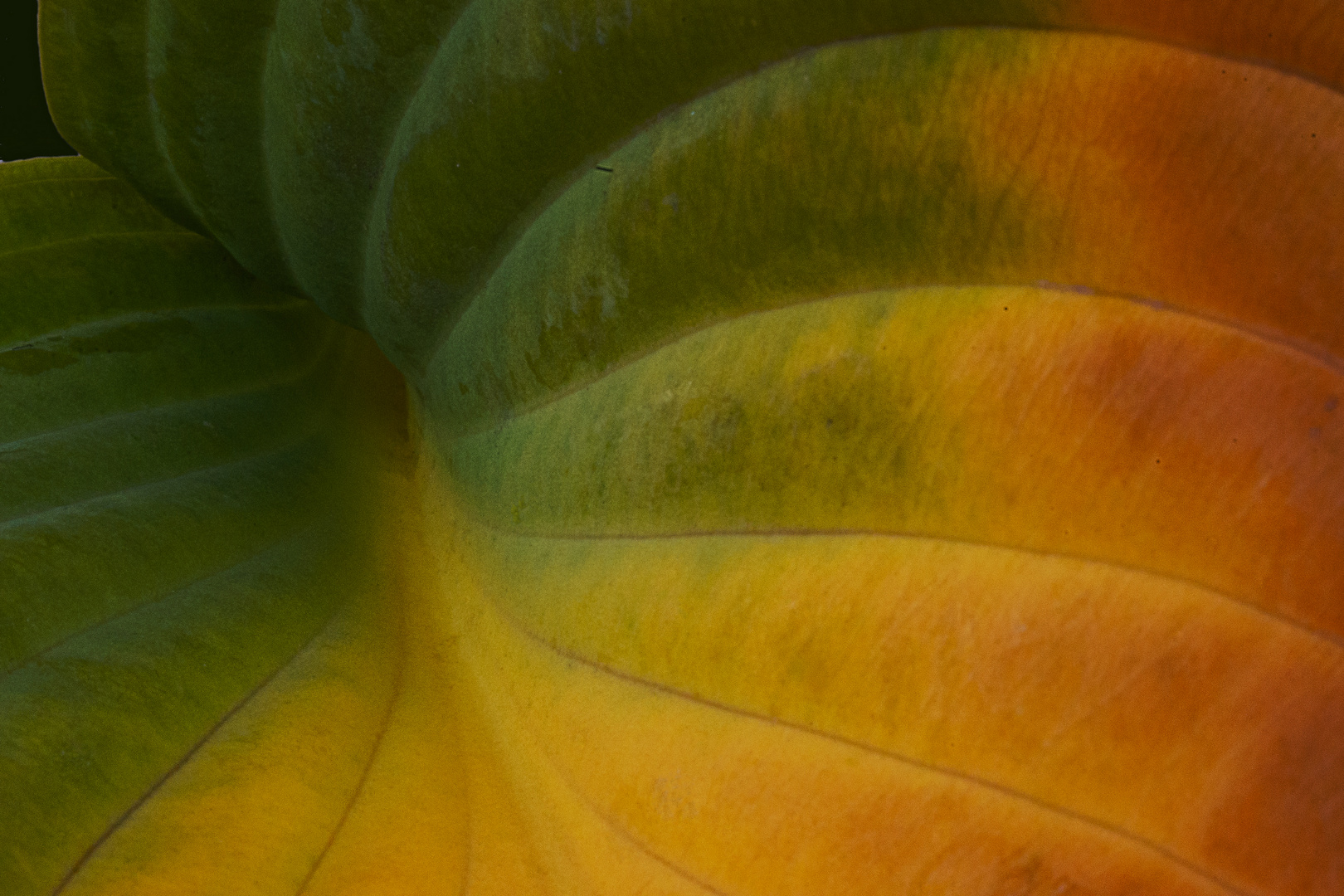 Herbstblatt einer Hosta