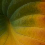 Herbstblatt einer Hosta