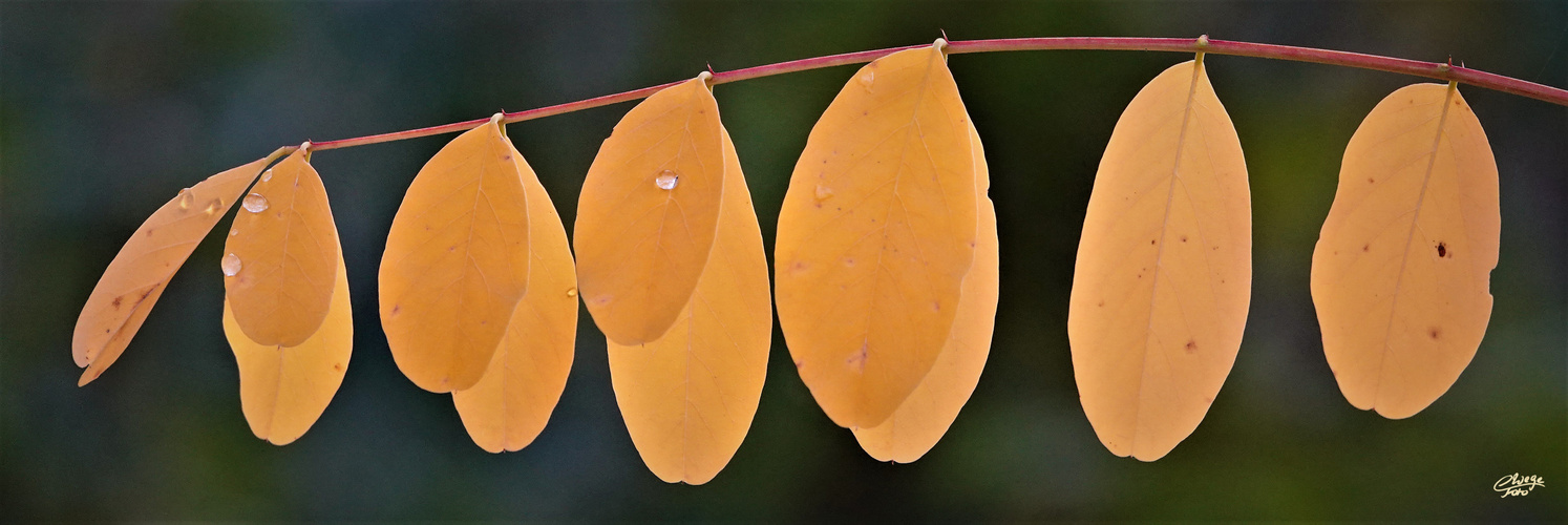 Herbstblatt einer Robinie