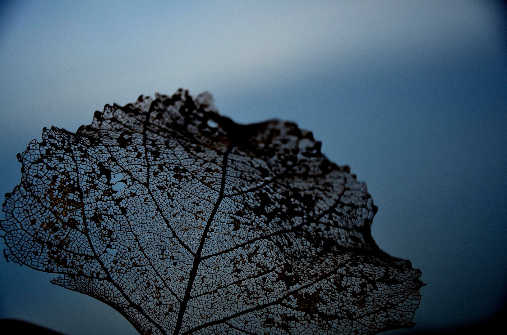 Herbstblatt