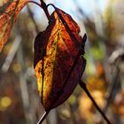 Herbstblatt