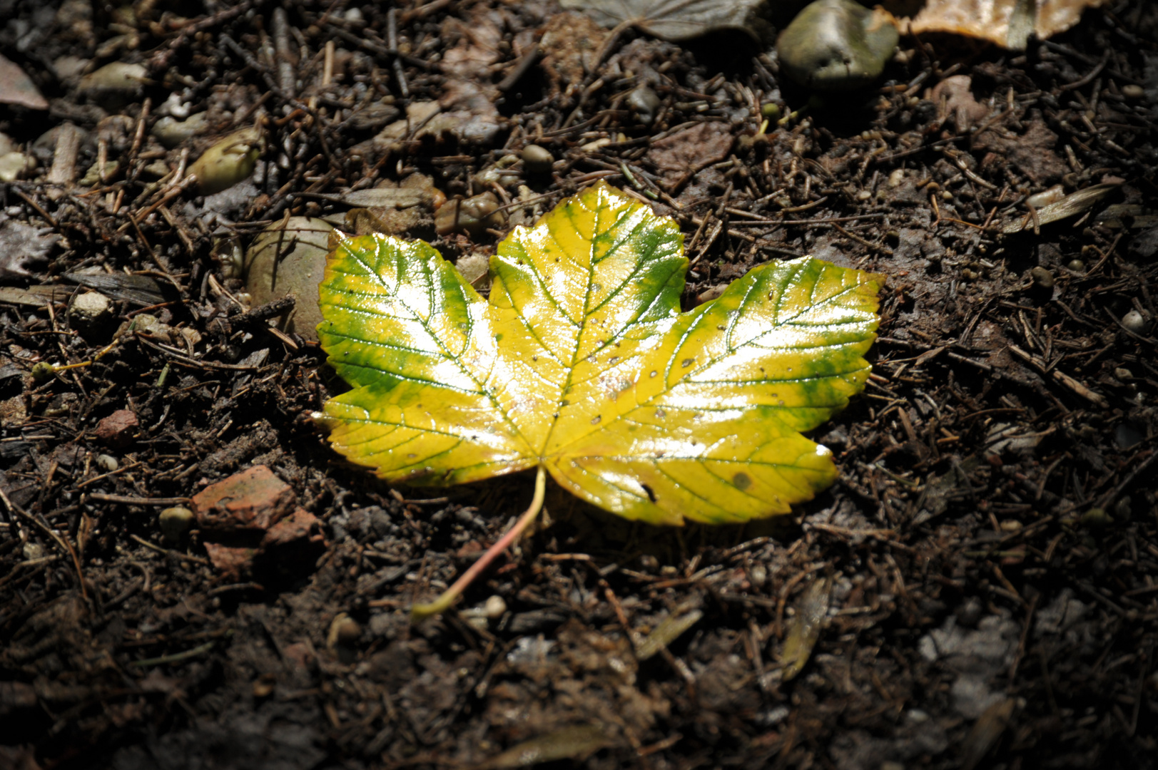 Herbstblatt