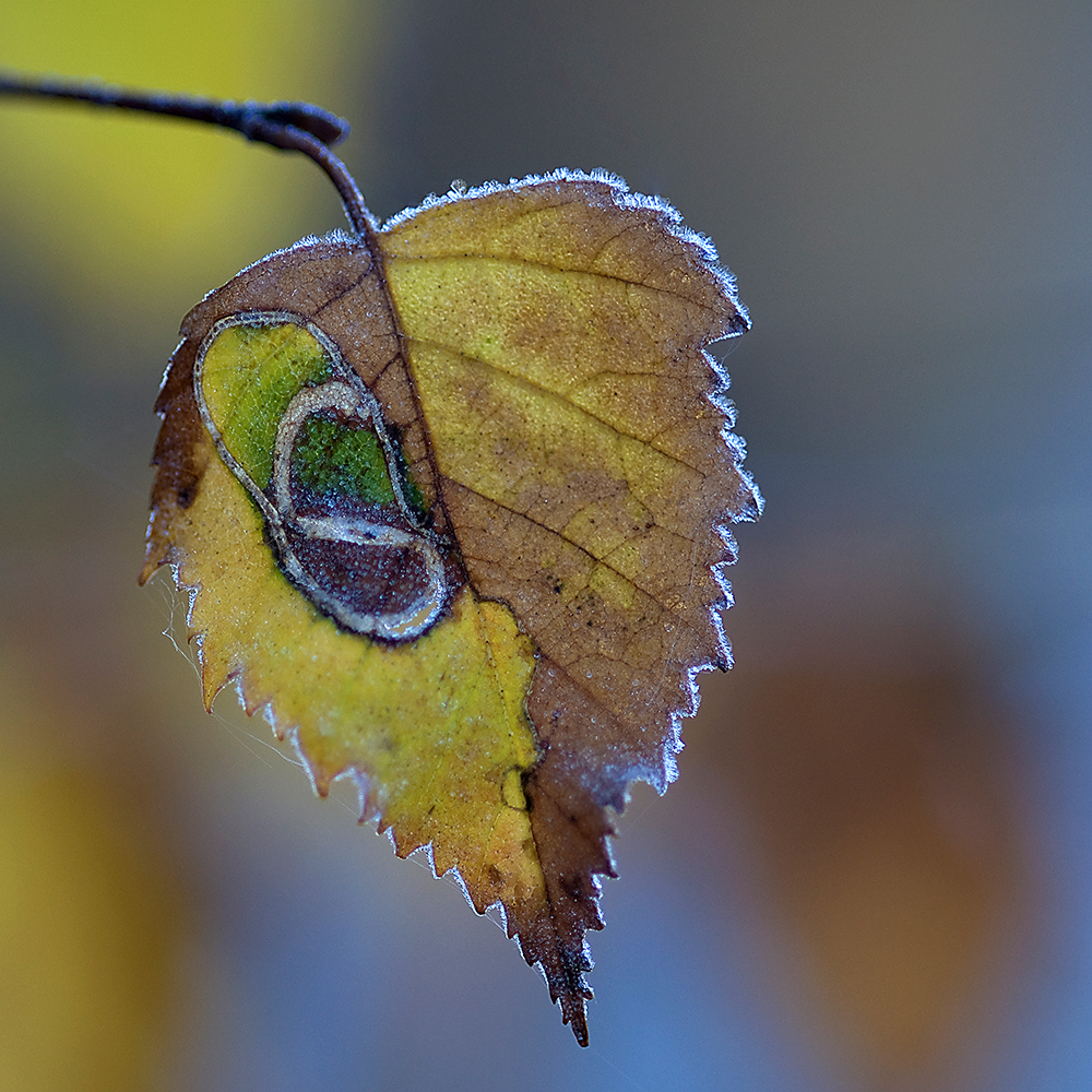 Herbstblatt