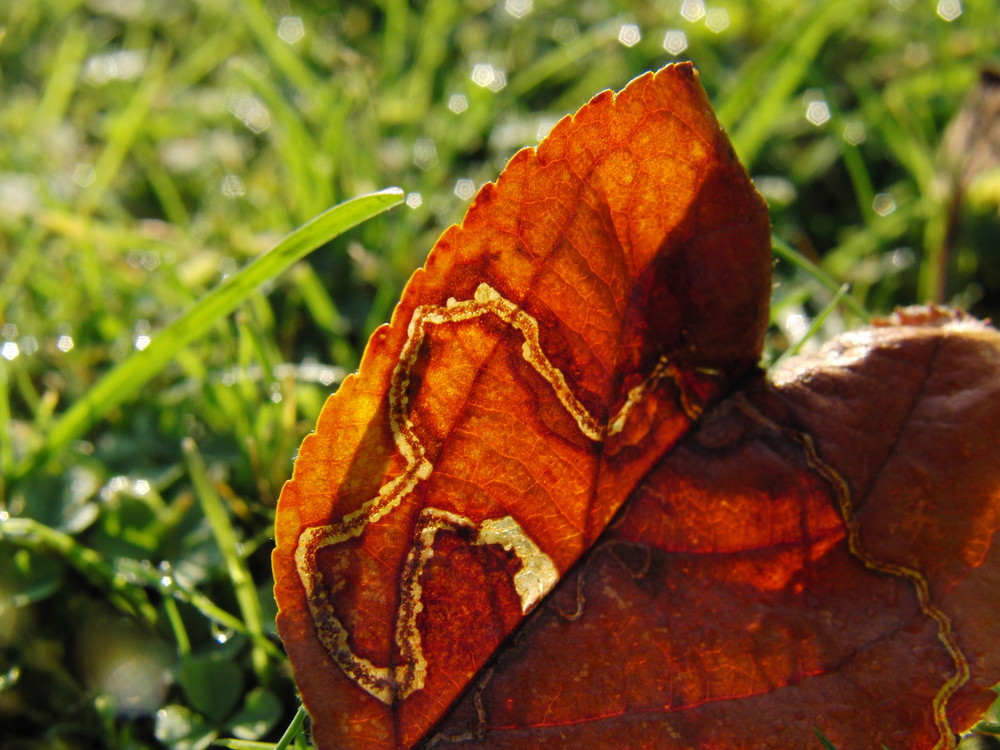 Herbstblatt