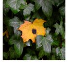 Herbstblatt