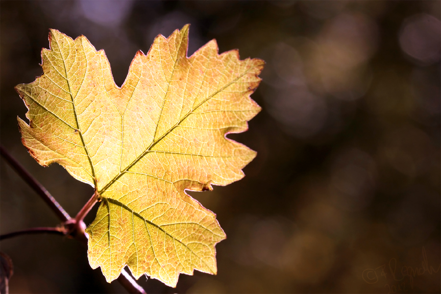 Herbstblatt