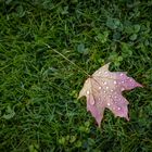 Herbstblatt