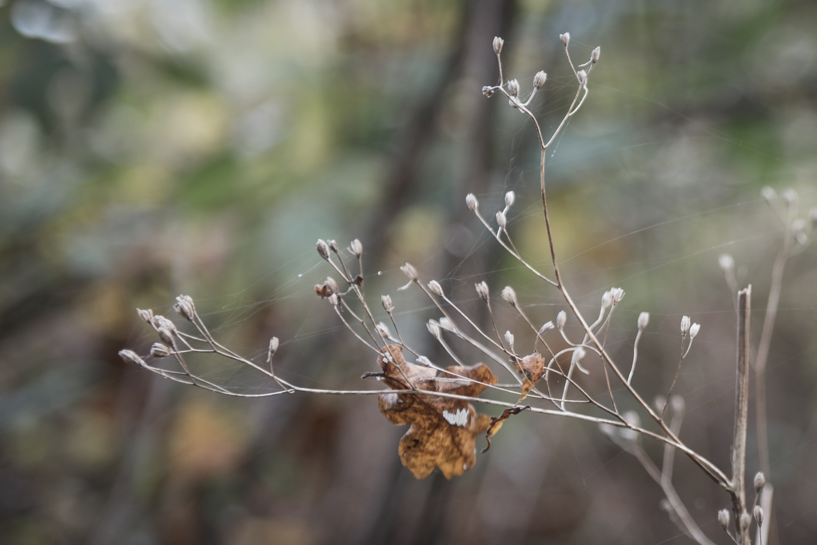 Herbstblatt - Festgehalten 