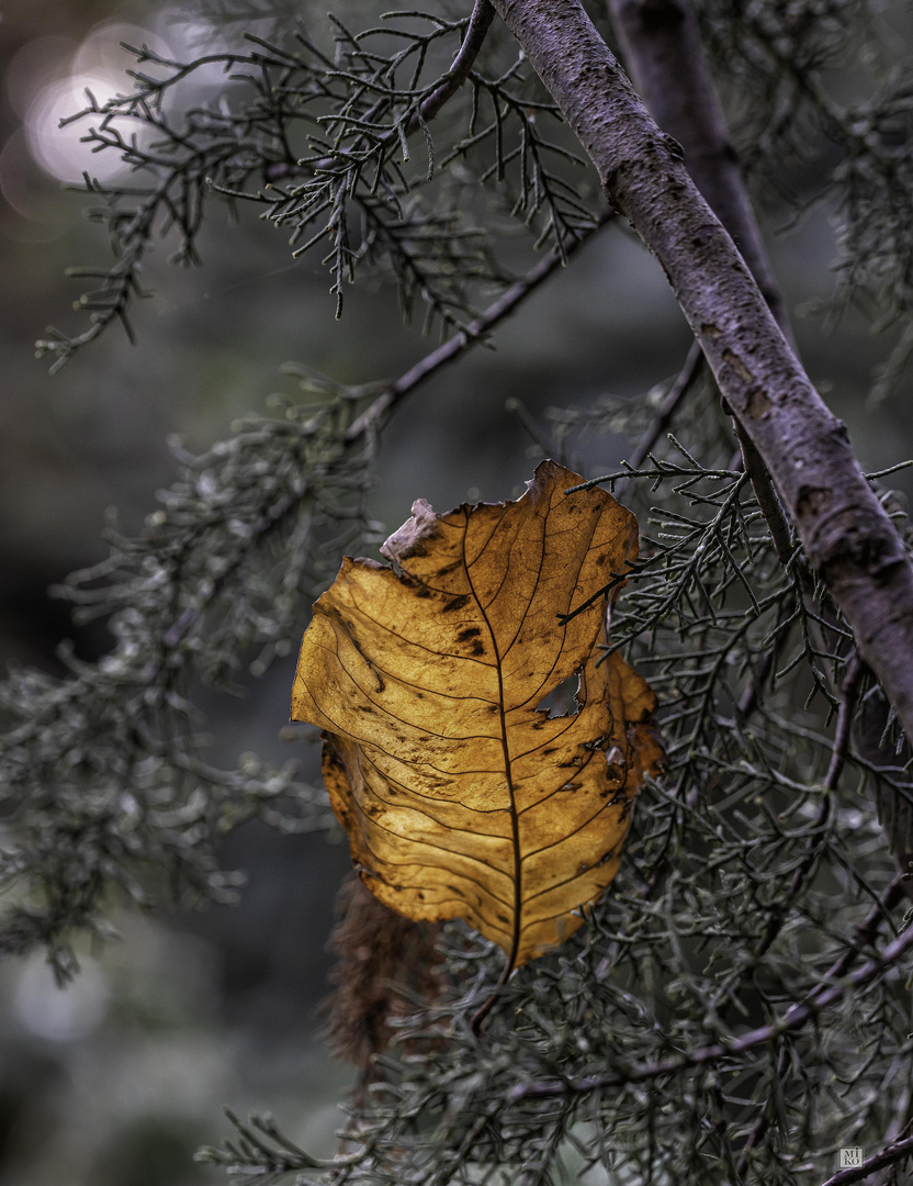 Herbstblatt