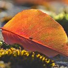 Herbstblatt fotografiert von Hilde