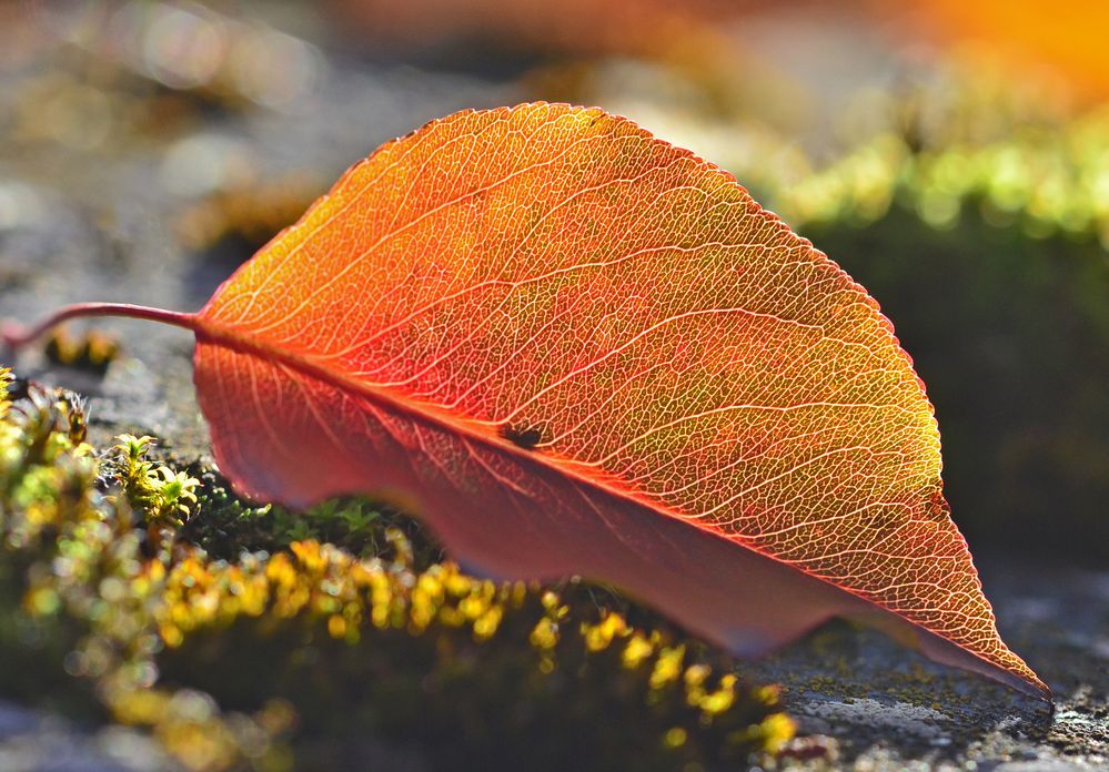 Herbstblatt fotografiert von Hilde