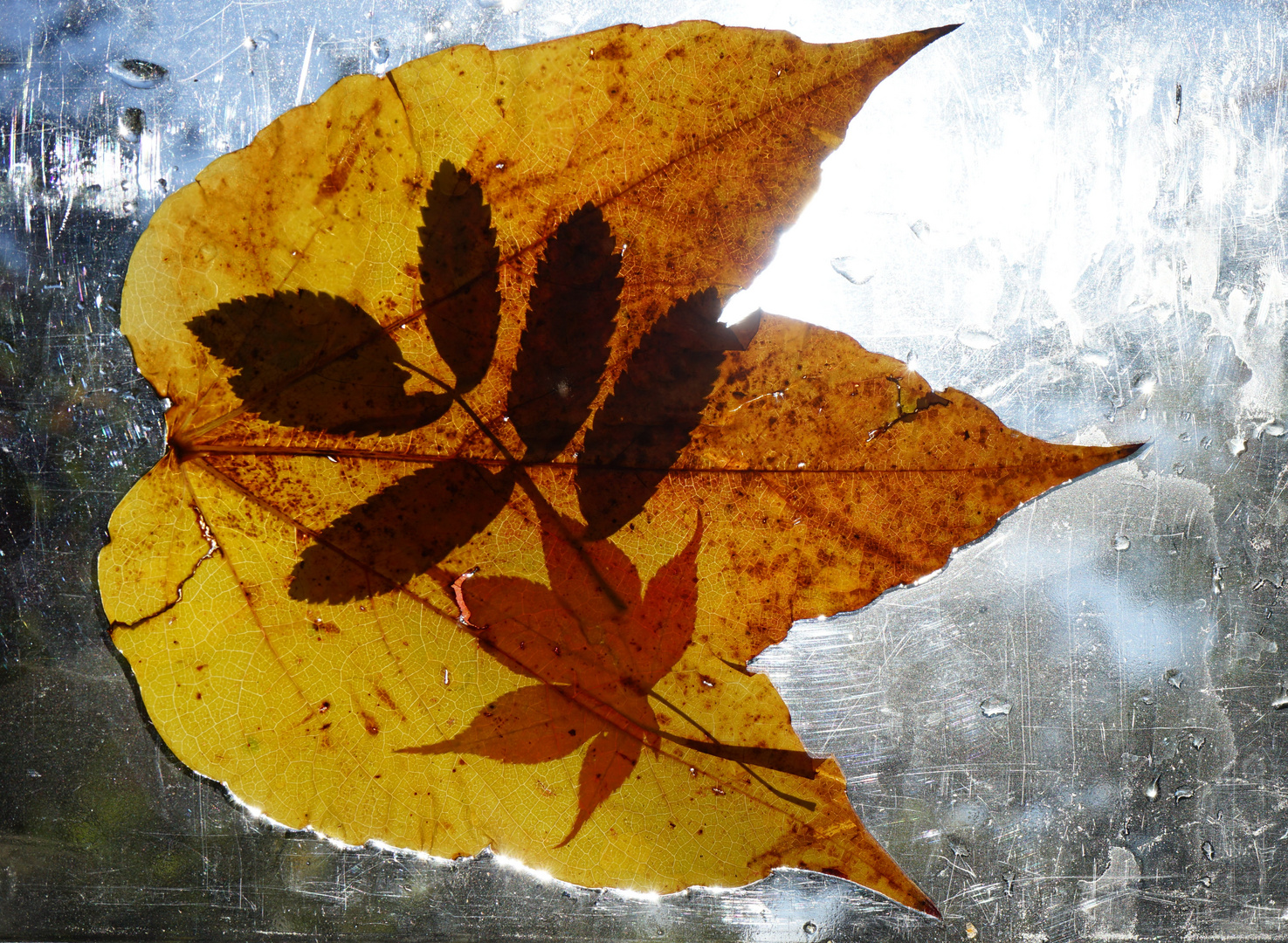 Herbstblatt hinter Glas