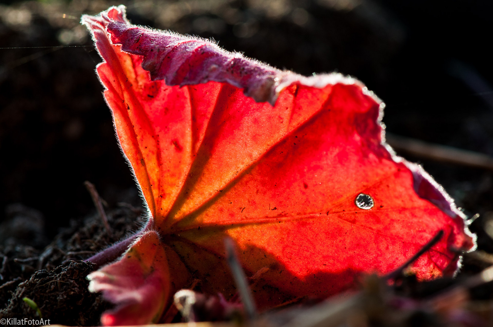 Herbstblatt II