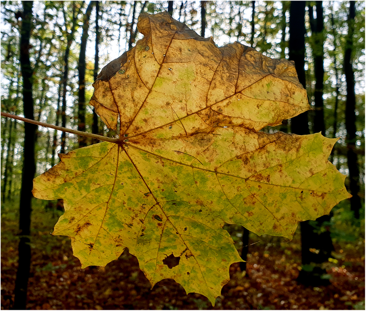 Herbstblatt II