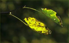 Herbstblatt im abendlichen Gegenlicht II