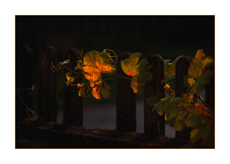 Herbstblatt im abendlichen Licht