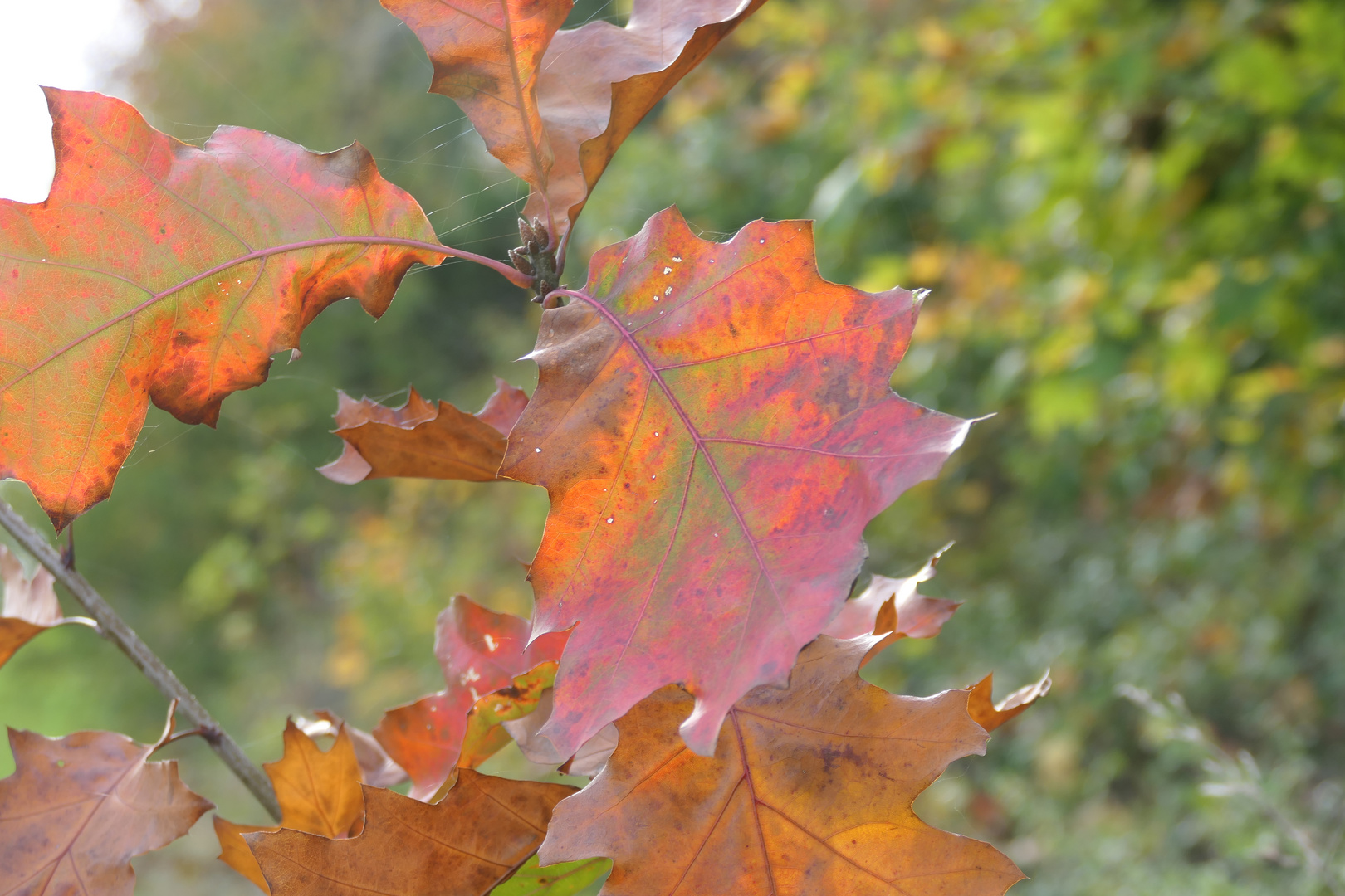 Herbstblatt im Abendlicht