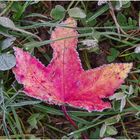 Herbstblatt im beginnenden Winter