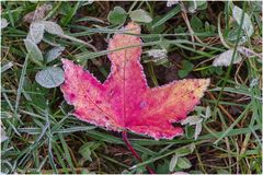 Herbstblatt im beginnenden Winter