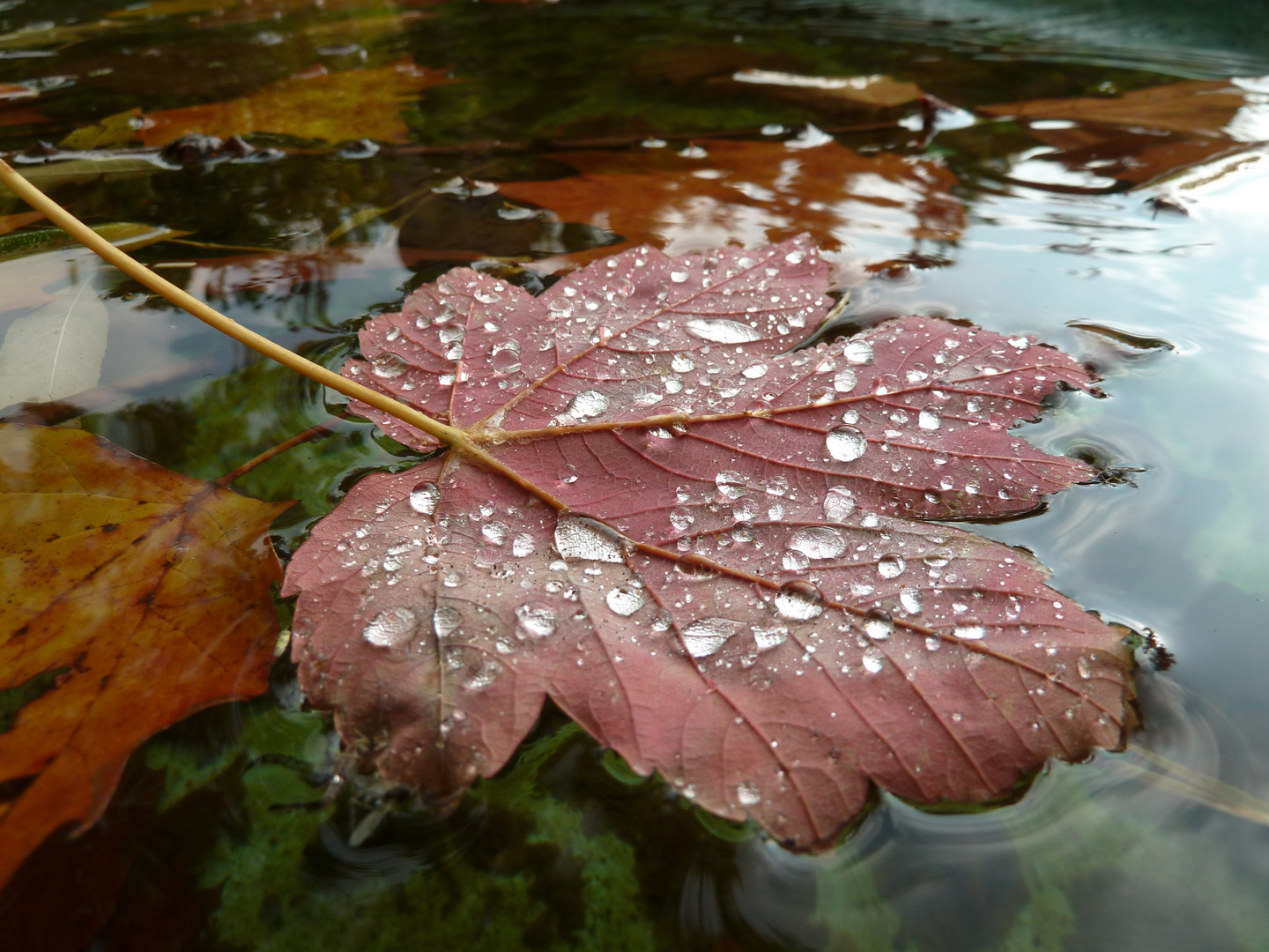 Herbstblatt im Brunnen