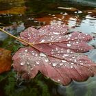 Herbstblatt im Brunnen