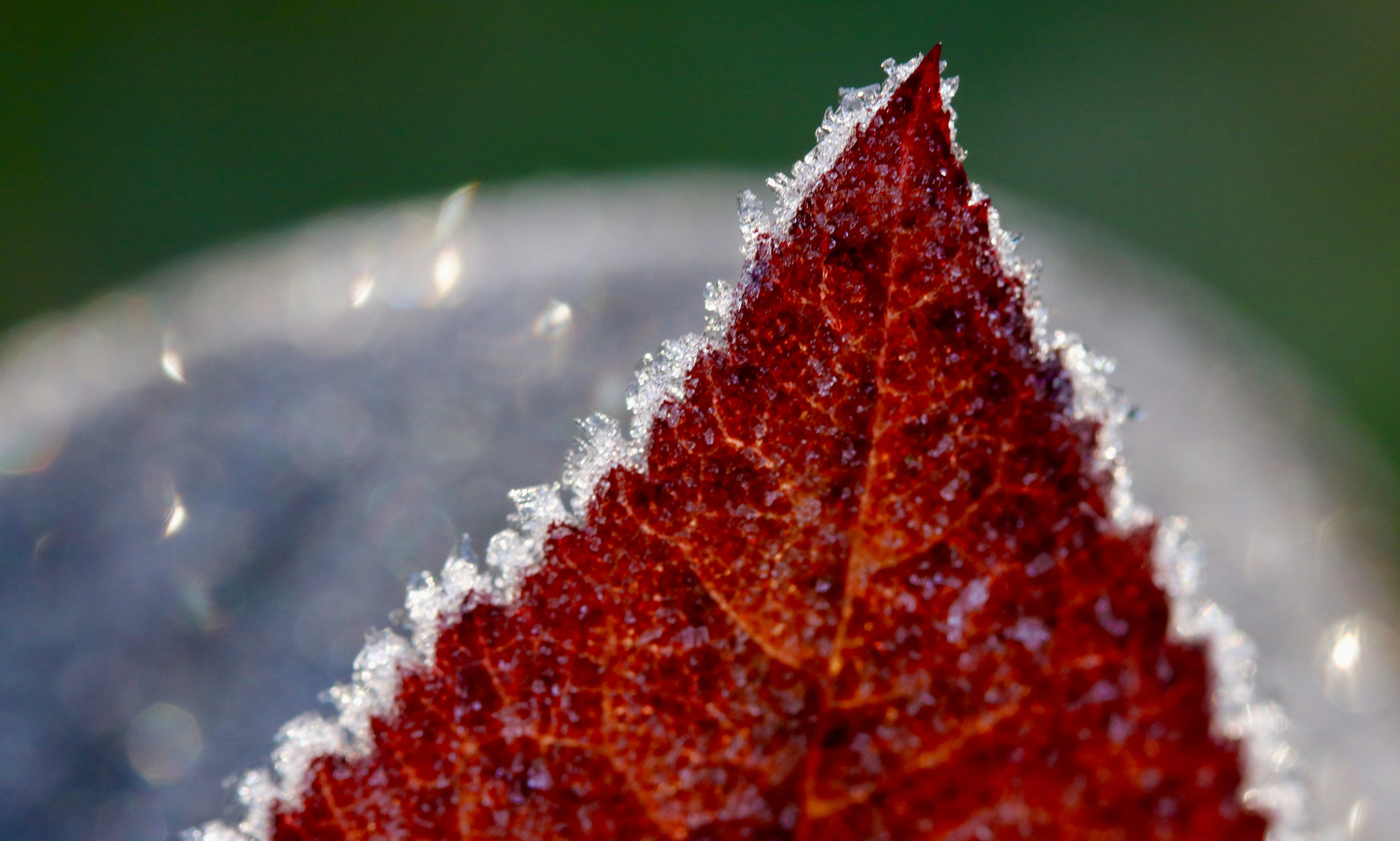 Herbstblatt im ersten Frost