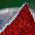 Herbstblatt im ersten Frost