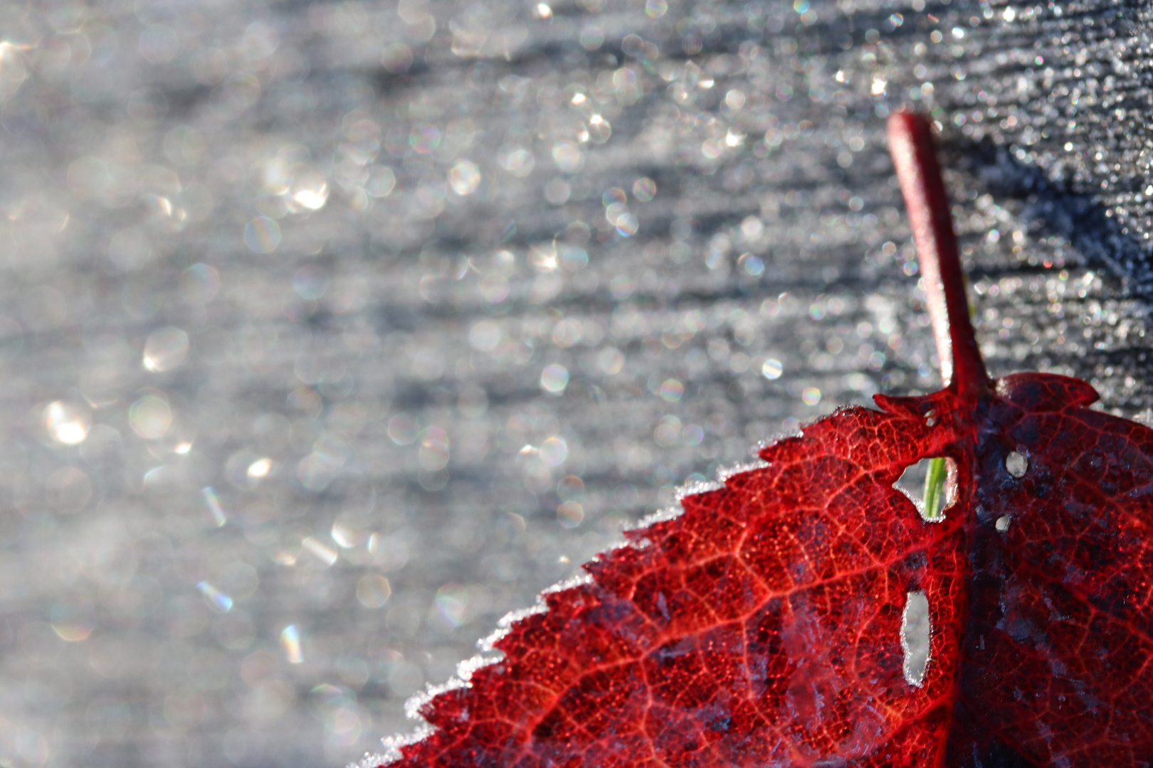 Herbstblatt im ersten Frost