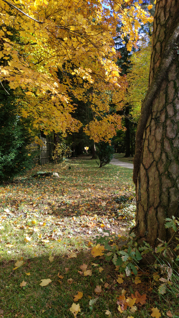 Herbstblatt im Fall