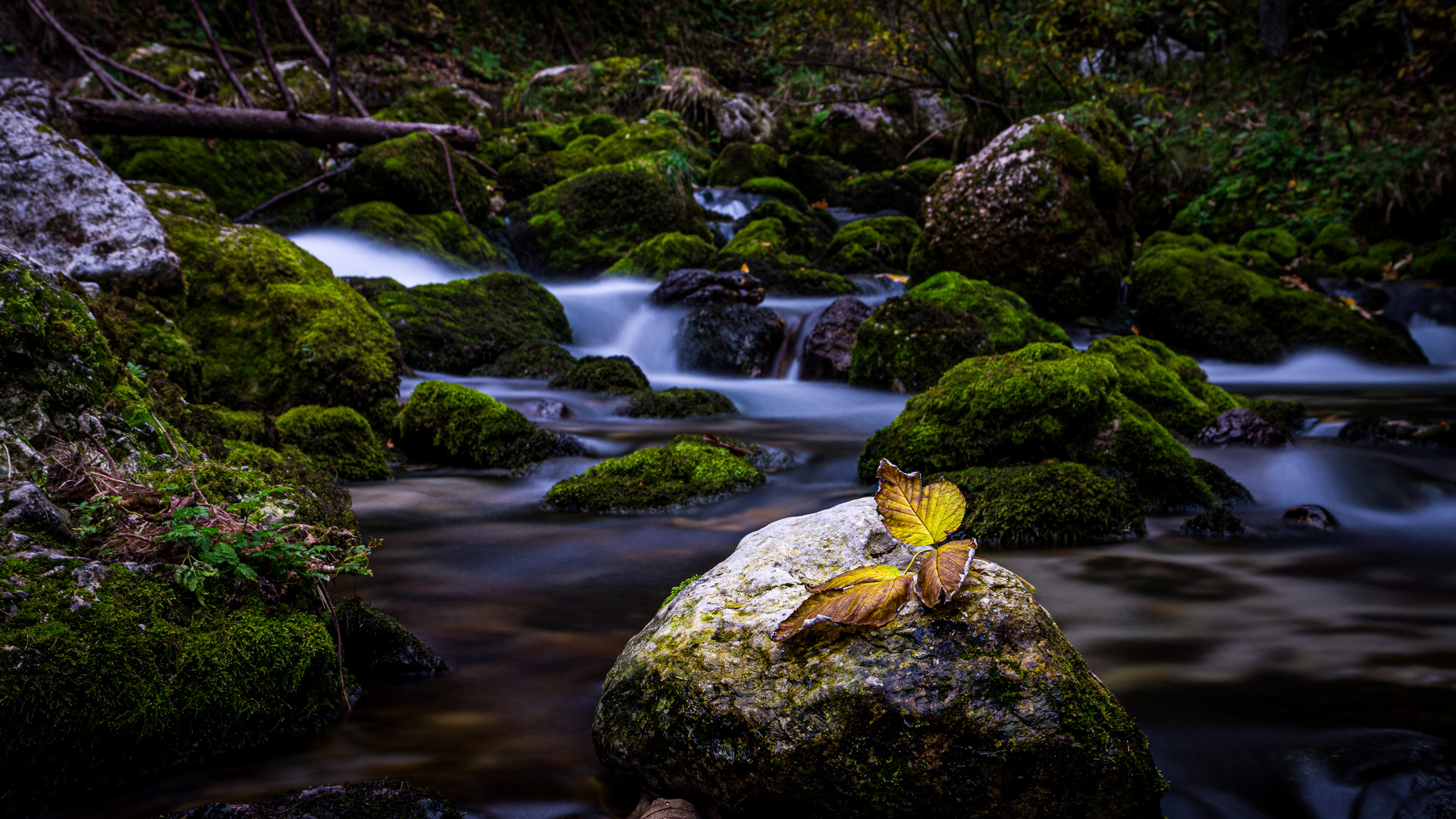 Herbstblatt im Fluss