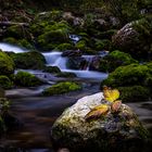 Herbstblatt im Fluss