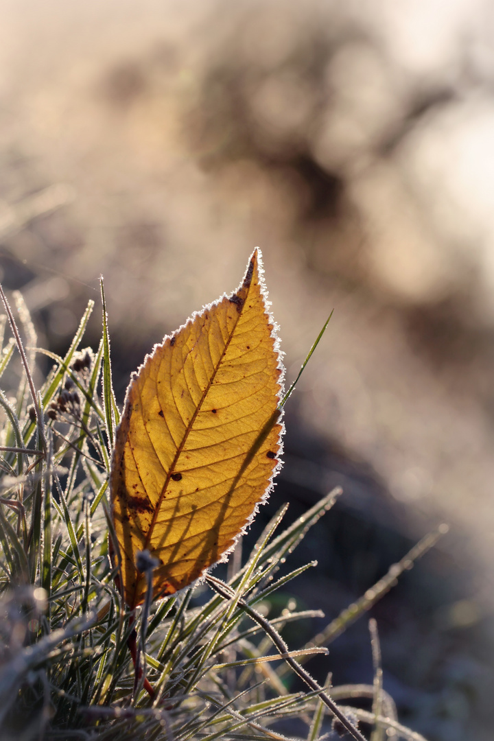 Herbstblatt im Frost