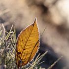 Herbstblatt im Frost