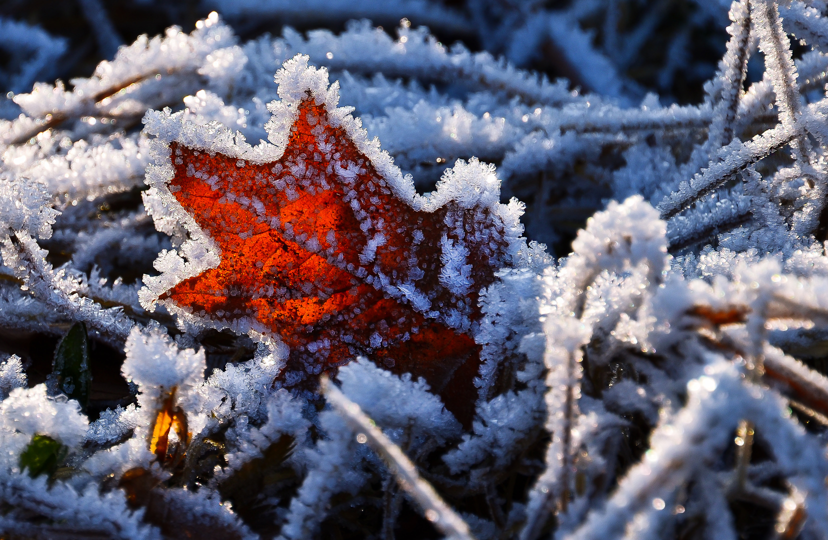 Herbstblatt-im-Frostmantel