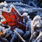 Herbstblatt-im-Frostmantel