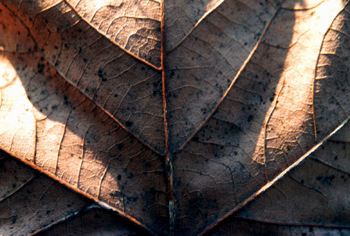 Herbstblatt im Frühling II