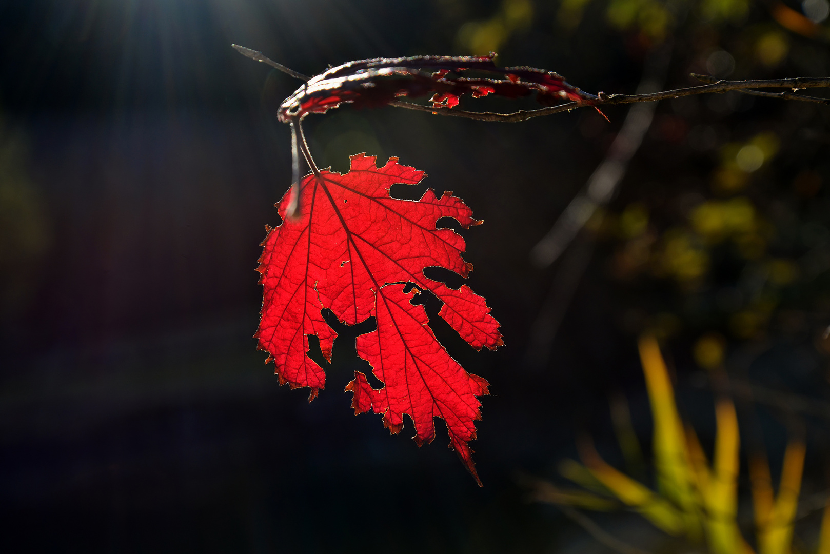 Herbstblatt im Gegenlicht