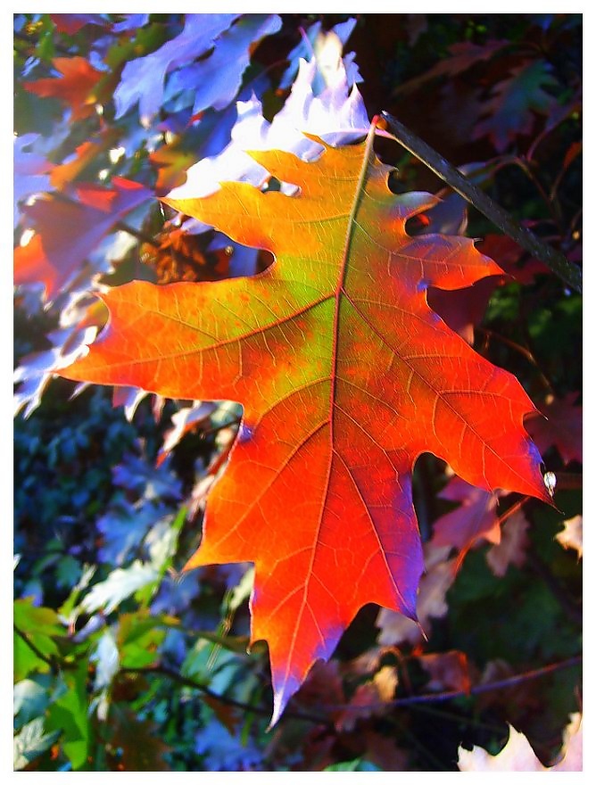 Herbstblatt im Gegenlicht