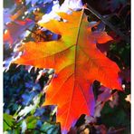 Herbstblatt im Gegenlicht