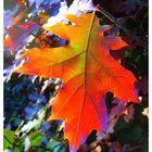 Herbstblatt im Gegenlicht