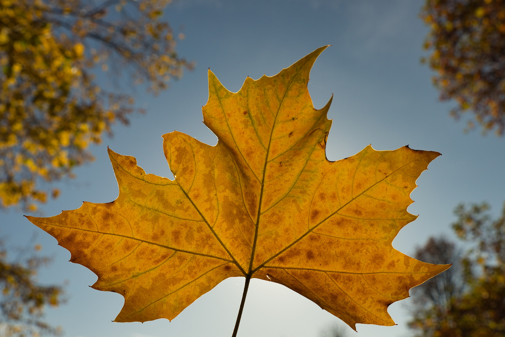 Herbstblatt im Gegenlicht