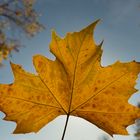 Herbstblatt im Gegenlicht